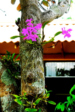GEO_6879.orchid